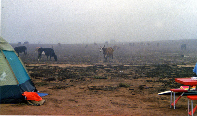 Baja Locals